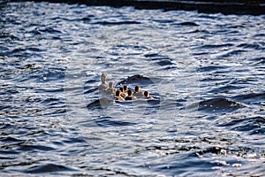 ducks and swans with ducklings swimming in water