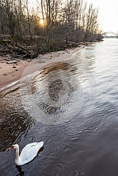 ducks and swans with ducklings swimming in water