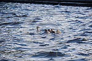 ducks and swans with ducklings swimming in water