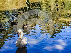 ducks and swans swimming in a pond