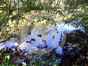 ducks and swans swimming in a pond