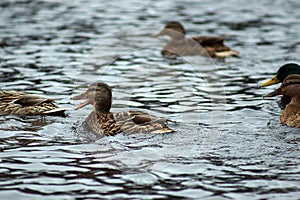 Ducks swim across the lake in search of food, one opened its mouth and quacks