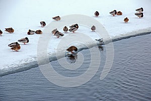 Ducks swim along the icy bank of the river. Wild ducks in winter. The surface of the water is partially covered with ice