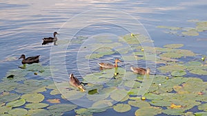 Ducks swim along the river. wild ducks on the lake eating bread