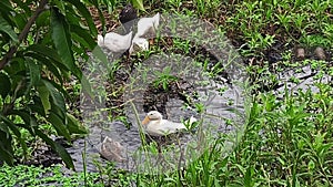Ducks swim and bathe in swamp water