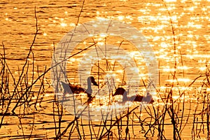 Ducks swim in the evening