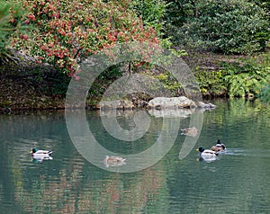 Ducks swim on lake at the Kinkaku temple in Kyoto, Japan