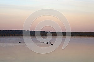 Ducks swim on the lake at sunset