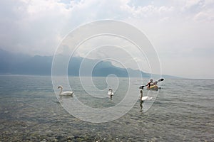 Ducks swim in Lake Vevey