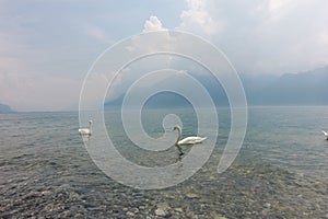 Ducks swim in Lake Vevey