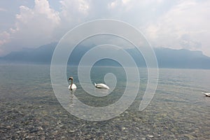 Ducks swim in Lake Vevey