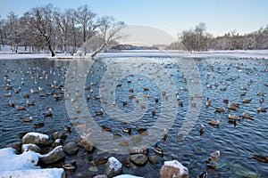 Ducks swim in the lake in winter