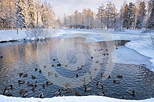 Ducks swim in the lake in winter