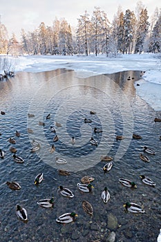 Ducks swim in the lake in winter
