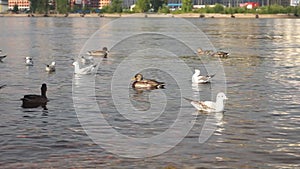 Ducks swim in the river
