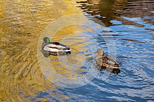 Ducks swim on a river in a city park