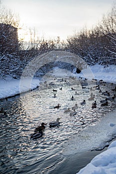 Ducks swim in the river in the city's public park in winter.