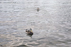 Ducks swim in the river in the park