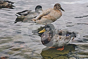 Ducks swim in the river in the park