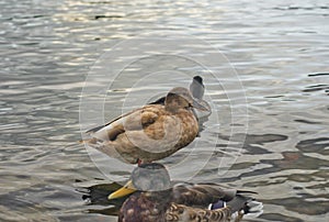 Ducks swim in the river in the park