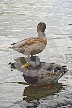 Ducks swim in the river in the park