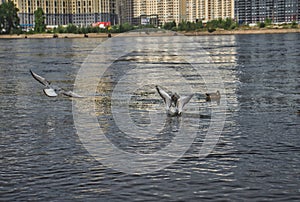 Ducks swim in the river in the park