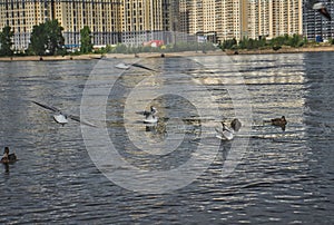 Ducks swim in the river in the park