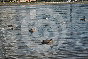 Ducks swim in the river in the park