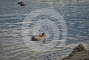 Ducks swim in the river in the park