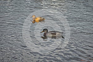 Ducks swim in the river in the park