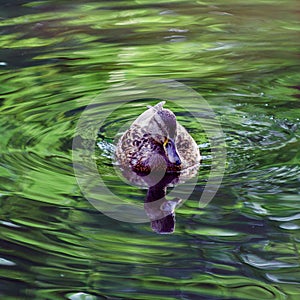 Ducks swim in a small lake in the park.