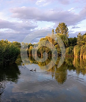 Ducks swim in small pond in nature reserv