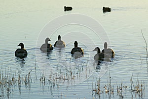 Ducks swim at sunrise at the Bosque del Apache National Wildlife Refuge, near San Antonio and Socorro, New Mexico photo