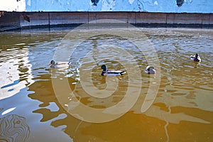 Ducks swim in the water. Drake swims in the lake. Many ducks swim in the city pond. Bird with bright multi-colored feathers. Duck