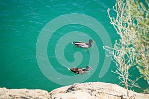 Ducks swimming at Balanced Rock Cove