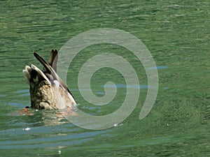 Ducks swimming beautiful fishing in the transparent water photo