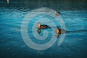 Ducks swimming calmly in the lake of banyoles