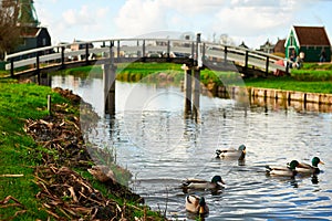 Ducks swimming on the canal near a bridge in Zaanse Schans, Netherlands.