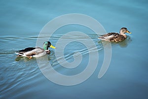 Ducks swimming. couple of mallard and drake floating on blue water. Two wild swim duck bird. Male and female fowl in aquatic