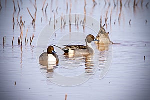 Ducks swimming and diving in Arizona wetlands marsh