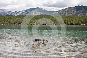 Ducks swimming at the Eibsee, Germany