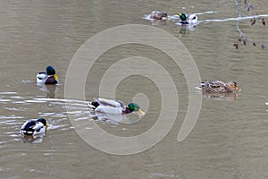 Ducks swimming in the Glan river in Meisenheim