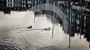 Ducks swimming in the Harbor in Honfleur, Normandy, France.