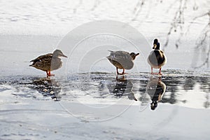 ducks swimming lack