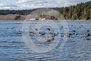 Ducks swimming in a lagoon