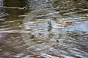 ducks swimming in a lake