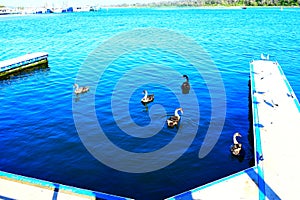 Ducks swimming in lake