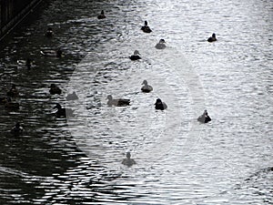 Ducks swimming in a lake