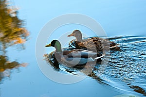 Ducks swimming in lake in the fall