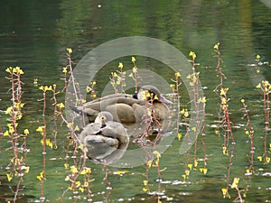 Ducks swimming